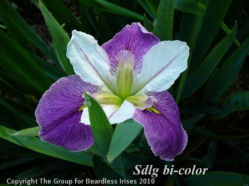 Sdlg bi-color 902